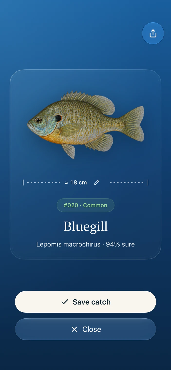 Catcharium identification result showing a bluegill, an editable length estimate, and Save catch